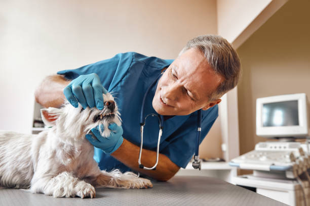 Best Emergency Tooth Extraction in Cresco, IA